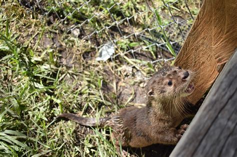 La Nutria de río, una especie en conservación en el Huila - TSM Noticias