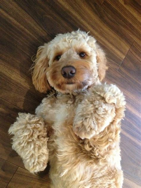 Image result for Spoodle Cockapoo