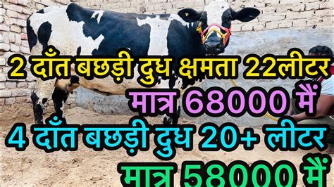 रम्मी ऑफ़र और प्रचार