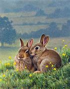 Image result for Baby Bunnies On a Field