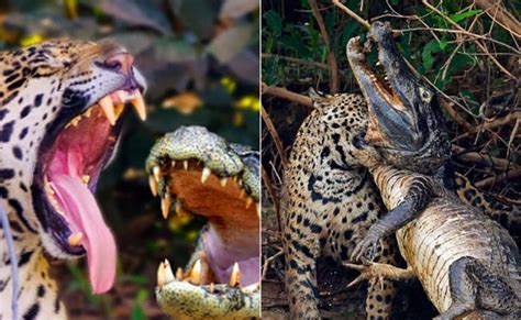 मगरमच्छ के इलाके में घुसकर जगुआर ने किया 'पानी के दैत्य' का शिकार ...