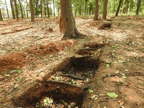 Deep percolation pits in Odisha forests harmful for local flora, fauna ...