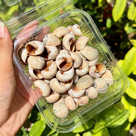 Mocha Swirl Shells – Gloss Finish Pack – Epoxy Tales