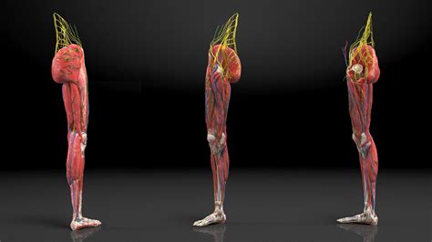 Young Man Anatomy Right Leg 3D Model $139 - .3ds .blend .c4d .fbx .max .ma .lxo .obj - Free3D