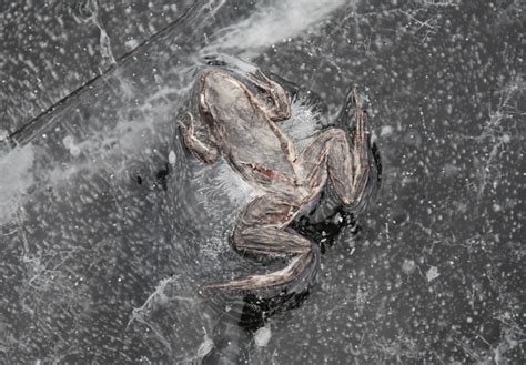 Image result for Alaskan Tree Frog