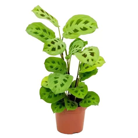 Calathea Maranta Kerchoveana - Live Plant (H&G) – Hug A Plant