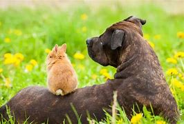 Image result for Cute Dog and Bunny