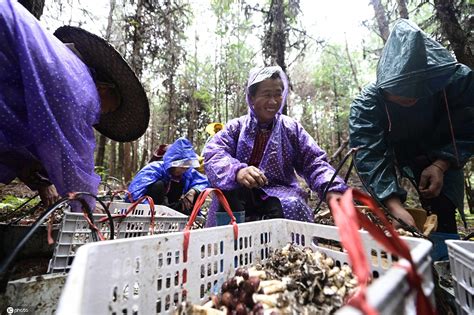 8月26日，在西峰区温泉镇刘店村食用菌种植棚里，村民正在采摘、分拣、称重、拉运香菇。 - 庆阳网