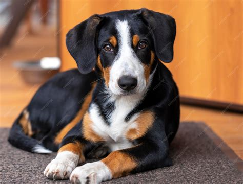 Premium Photo | Portrait of a dog of the entlebucher sennenhund breed