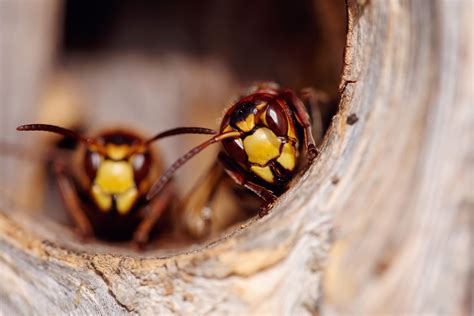 What Do Wasps Eat? Diet & Behavior Explained | Nature Guard