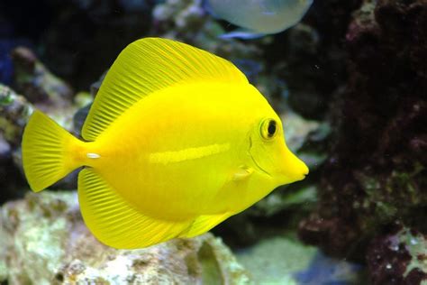 Image result for Fish Shell Scripting