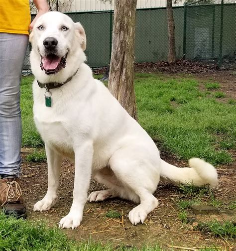 Great Pyrenees Lab Mix Dogs