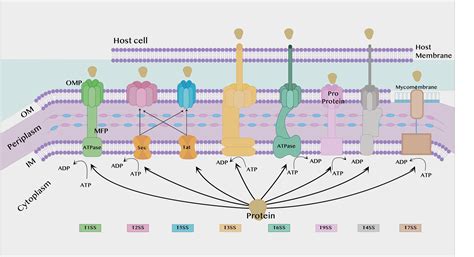 Type Iii Secretion System Bacteria – GARAKD