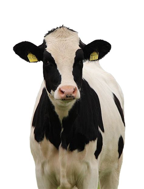 Image result for Cow Pi Python