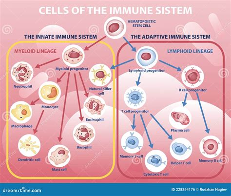 Image result for Gram-negative Bacilli Algorithm
