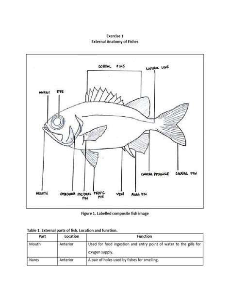 Anatomy of Fishes | PDF