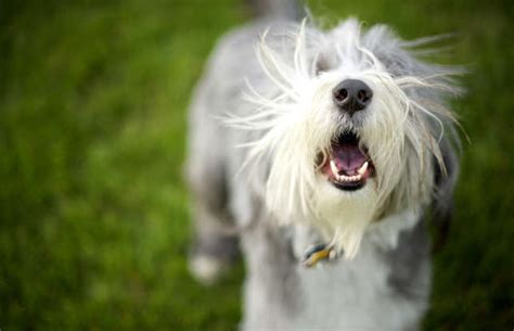 20 signs your dog is under stress and what to do