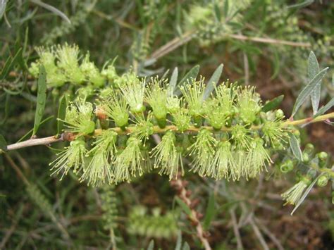 Callistemon flavovirens - Green Bottlebrush | Royal Botanic Garden Sydney