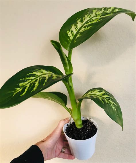Dieffenbachia Tropic Snow