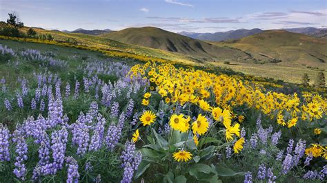 Bing Daily Wallpaper | Bing Daily Wallpaper