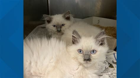 Pennsylvania SPCA rescues nearly 100 cats from breeder in Lancaster ...