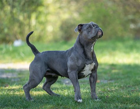 Olde English Bulldogge: Aussehen, Wesen, Haltung | Rasseporträt