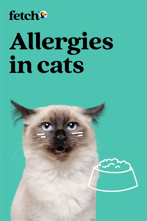 zyrtec for cat allergies