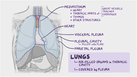 Video: Anatomy of the lungs and tracheobronchial tree | Osmosis