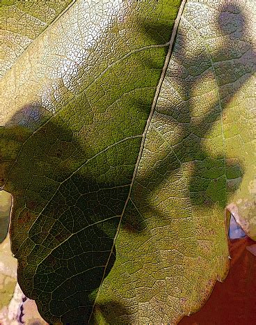 Leef Fill Color 的图像结果