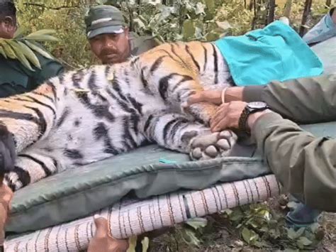60 cameras installed to track elusive tigress outs smarts 50 forest ...