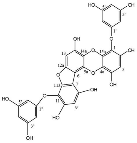 Phlorofucofuroeckol A from Edible Brown Alga Ecklonia Cava Enhances ...