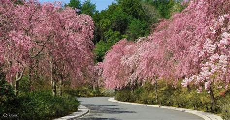 Miho Museum and Hikone-jo Join In Day Bus Tour from Nagoya - Klook India