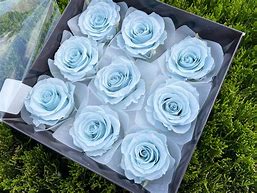 Image result for Light Baby Blue Colour Bunny