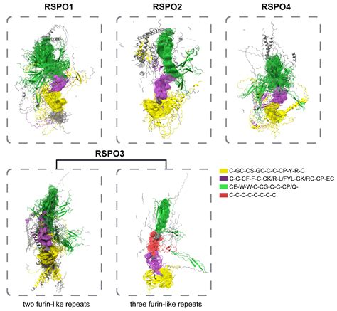 Phylogenetic Insights into the Evolutionary History of the RSPO Gene ...