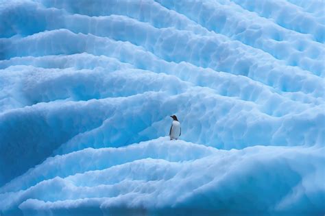 Papel De Parede Bonito Da Antartica