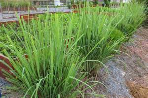 How To Grow Lemongrass Plant | Storables