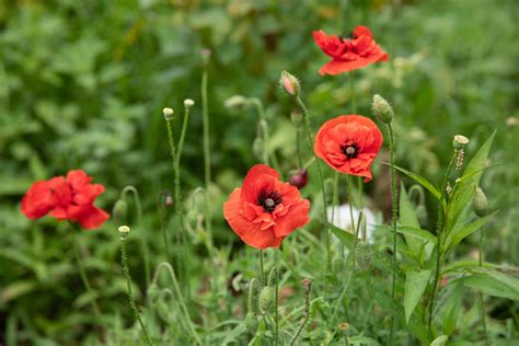 Oriental Poppy: Plant Care and Growing Guide