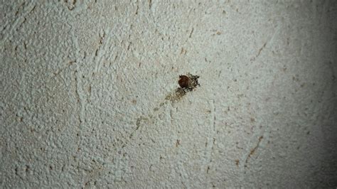 CONDO GARDENS BRUSSELS (Schaerbeek) - Apartment Reviews, Photos, Rate ...