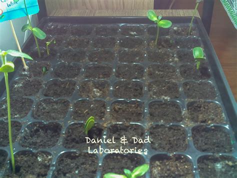 Raspberry Growing Time-Lapse 的图像结果