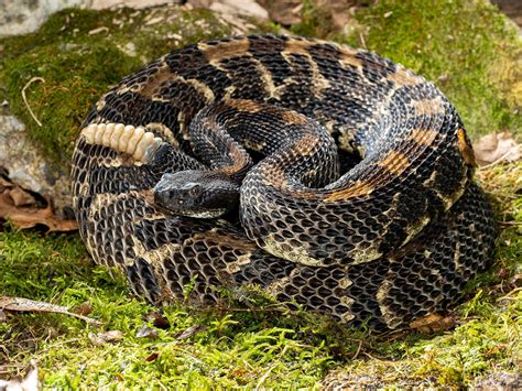 Timber rattlesnake | Description, Habitat, Diet, & Facts | Britannica