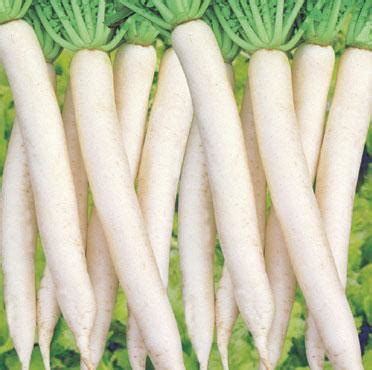 Radish Varieties | Syngenta