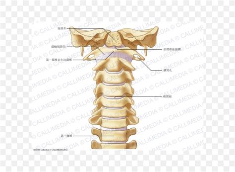 Image result for Vertebrae Alignment