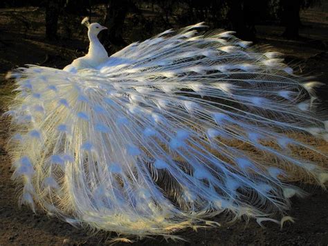 Majestic Albino White Peacock HD Wallpaper: Nature’s Elegant Display