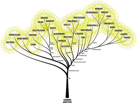 Evolution Graph 的图像结果