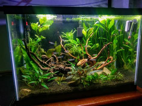 Good Fish For 20 Gallon Tall Tank at Sandra Moody blog