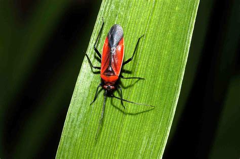 10 Stunning Red and Black Garden Bugs