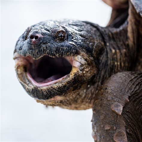 Image result for Snapping Turtle Attack