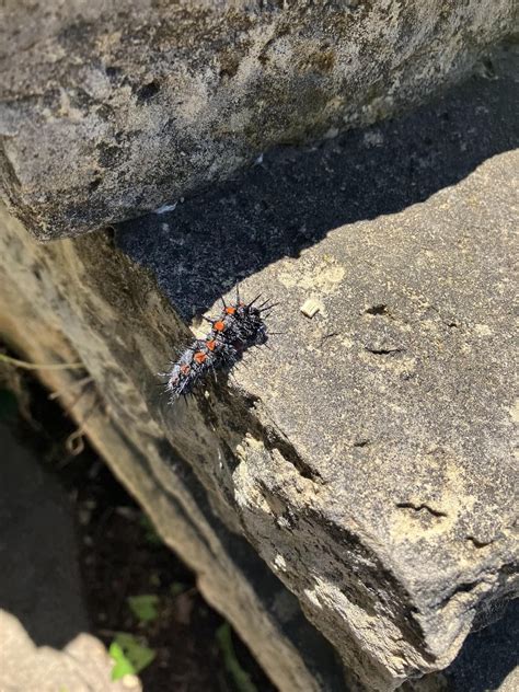 Minneapolis, MN: Spiny Elm caterpillar? : r/whatisthisbug