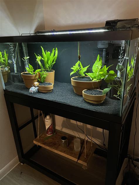 Do Hillstream Loaches Actually Need High Flow and Oxygen? | Fish tank terrarium, Cool fish tank ...