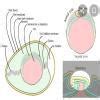 labeled diagram of gastrulation in chick - Brainly.in